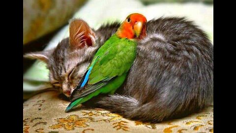 Parrot 🐦 cat 🐈 Friendship's Short video || close Friendship's ever