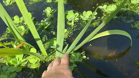 Everything you Guys have Asked about My Timber Frame Pond - AKA Miyagi Pond