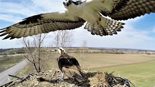 Fish eagle perches on nest camera during a break from romantic interlude