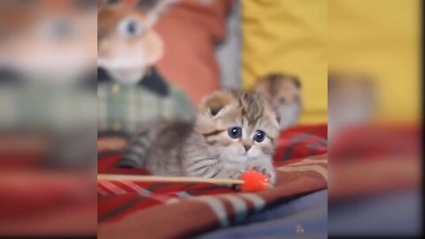 Baby Cats - Funny and Cute Cat Videos Compilation 2021/2022