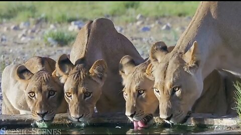 Lion Families 4k Video Of Wild Animal Families Videos!