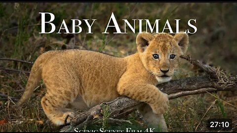 Baby animals - Amazing World of Young Animals | Scenic Relaxation Film