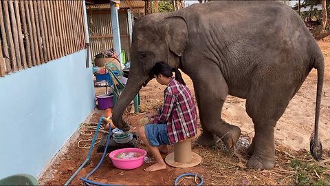 15 Most Intelligent Animals Helping Their Owners