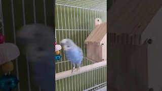 Budgie Dancing 🥰 #animallover #youtubeshorts #funny #shorts #birds