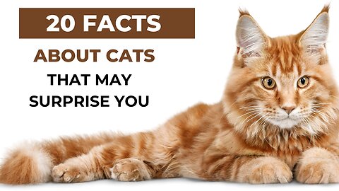 20 Surprising Facts About Cats! #cats #cat #catfacts