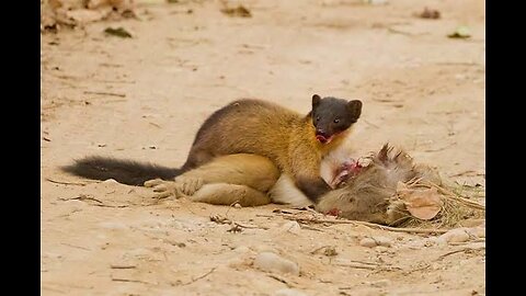 A huge Marten that kills deer and monkeys in Jungle