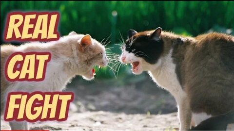 American Cats Real Fight