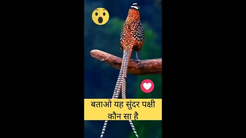 बताओ यह सुंदर पक्षी कौन सा है😱Tell me what is this beautiful bird👈