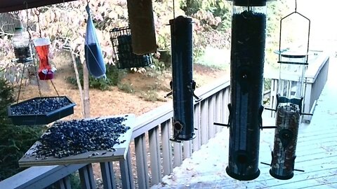 Live Oct 16 2021 Bird Feeder in Asheville NC. In the mountains