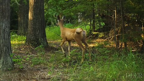 Amazon Deer