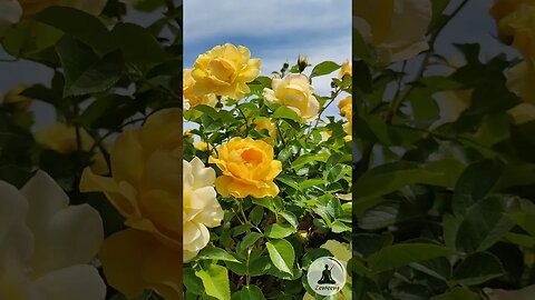 Vibrant Yellow Roses Against a Bright Blue Sky