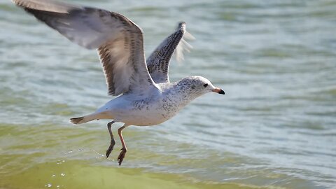 Birds at the Lake