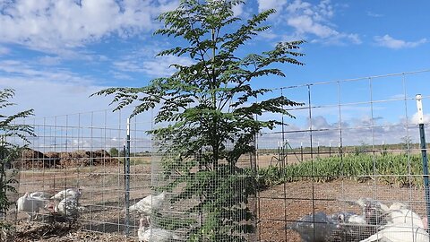 How to Get INCREDIBLE Growth on New Moringa Trees!