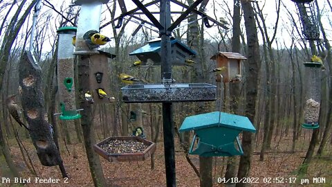 Northern Flicker on log feeder