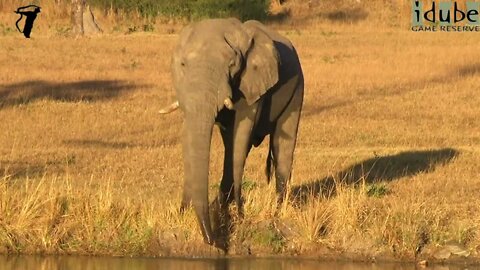 Elephant Drinking In The Winter Sun