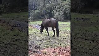 Brumby pony