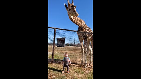 Cute Giraffe Gives Baby Smooches