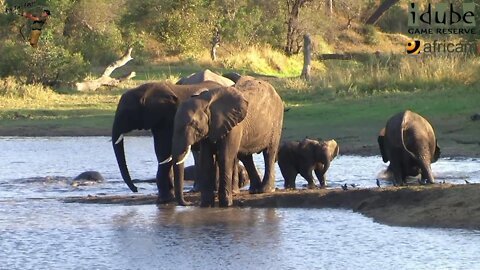 Elephant Herd With Small Calf At Scotia Dam