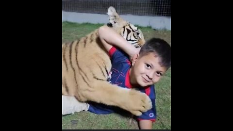 Naughty Kid Playing With Bengal Tiger