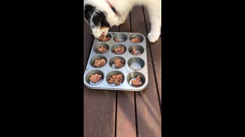 Australian Shepherd and his dinner