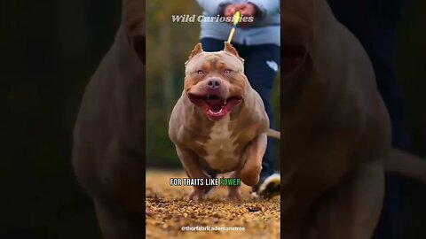 3 Reasons why Pitbulls are misunderstood.