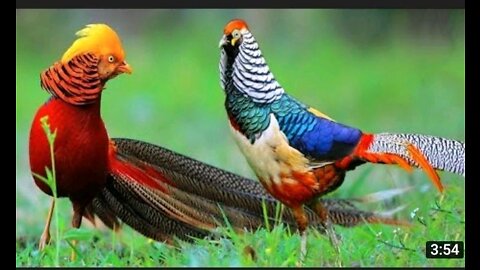 Beautiful Golden Pheasants and Wading Birds