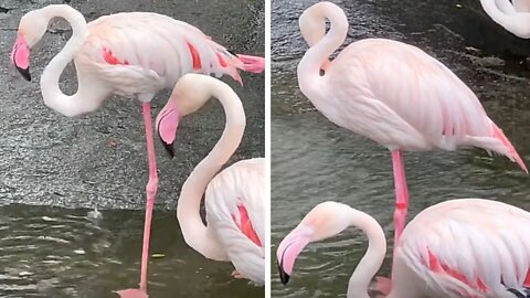 Close up view of majestic flamingos on one leg!