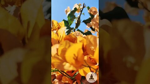 Golden Bougainvillea Flowers with Soothing Bird Chirping and Soft Piano Music (Shorts)