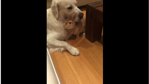 Unusual animal friendship between dog and bunny