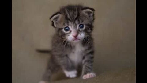 Gatinho e cordeiro formam uma amizade adorável