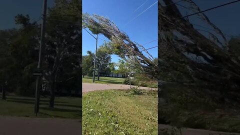 Tree ontop of Power Lines