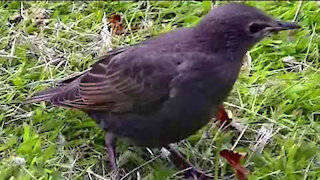 IECV NV #43 - 👀 Juvenile European Starling In The Back Yard 5-31-2014