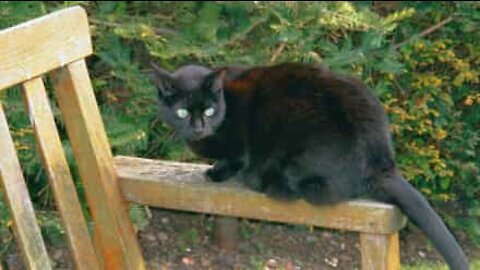 Pour ce chat, les chaises sont un mystère