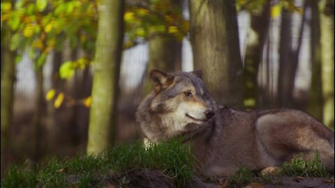 Beautiful Wolf Wild Animals