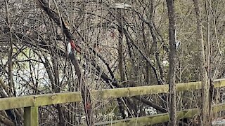 Hairy Wood Pecker and Cardinal James Gardens