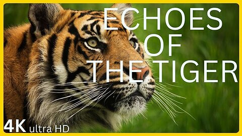 Echoes of Tiger - Guardians of the Wild