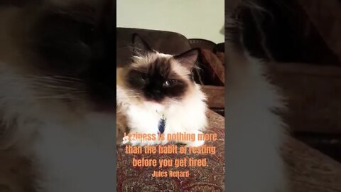 Cinderella, a Ragdoll kitty, shows you that it is okay to be lazy!