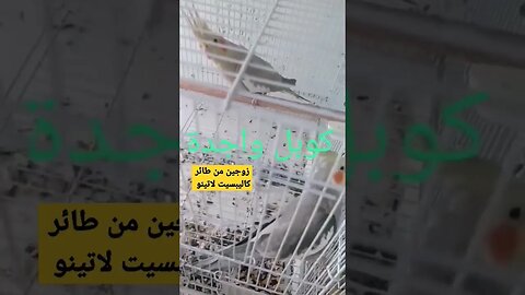 كوبل من طائر كاليبسيت لاتينو