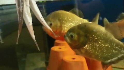 PIRANHA feeding by PIRANHA FISH AND FRIENDS