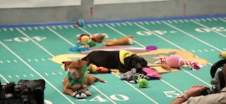 The Puppy Bowl will go on as scheduled