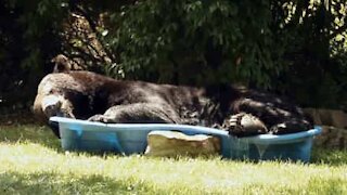 Un énorme ours s'installe dans une petite piscine d'enfant