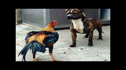 Chicken Vs dog fight video 2022