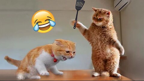 Funniest Animals 2023 😂 New Funny Cats and Dogs Videos 😻🐶