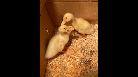 Cute baby ducks