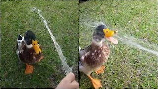 Un'anatra che adora bere acqua dalla pompa