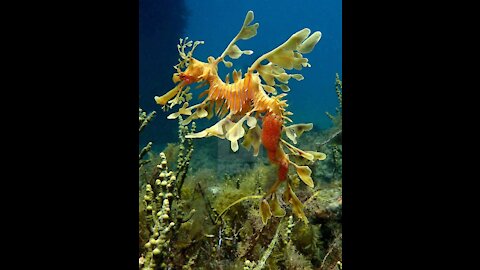 beautiful seahorse