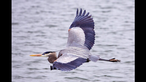 Birds life :Great Blue Heron