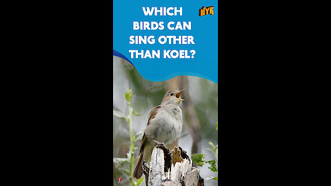 What Are Songbirds?