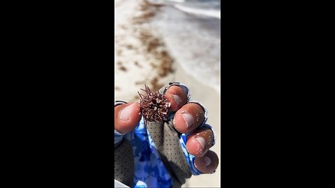 Livestream Highlight | Baby Sea Urchin!