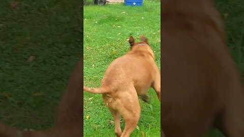 wally tries to get the town deer to play with him. #urbandeer #dog #haliburton forest friends.